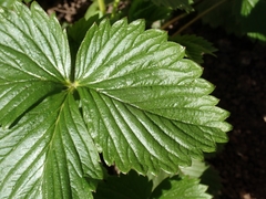 Fragaria vesca vesca