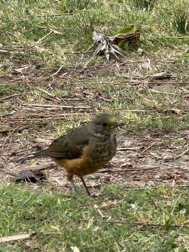 Rufous-bellied Thrush