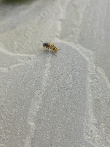 Common European Yellowjacket