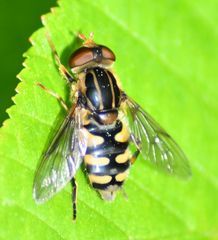 Parhelophilus flavifacies