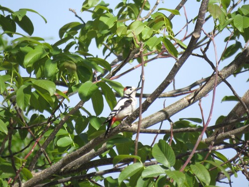 Syrian Woodpecker