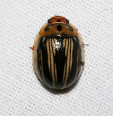 Paropsisterna insignita