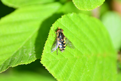 Parhelophilus flavifacies