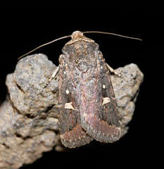 Proteuxoa hydraecioides
