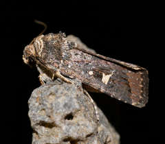 Proteuxoa hydraecioides