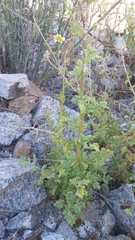 Perityle crassifolia