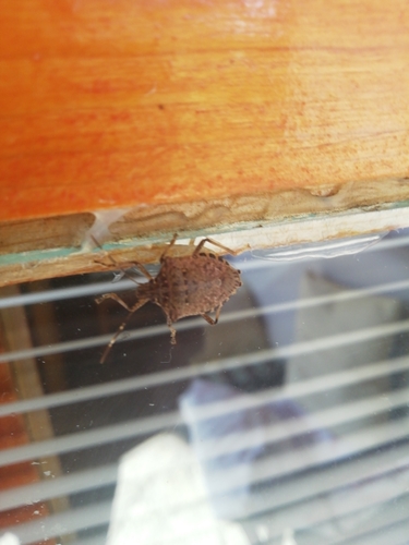Brown Marmorated Stink Bug