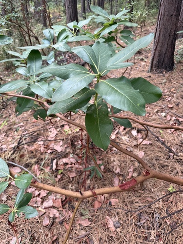 Pacific madrone
