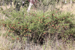 Dodonaea physocarpa