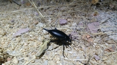 Eleodes eschscholtzii