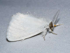 Euproctis melanosoma