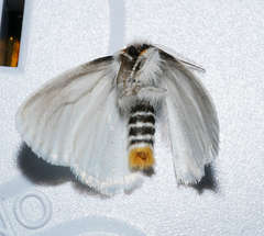 Euproctis melanosoma