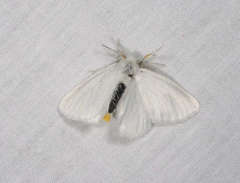 Euproctis melanosoma