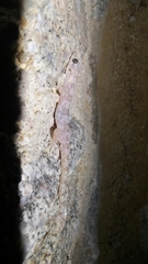 Phyllodactylus unctus