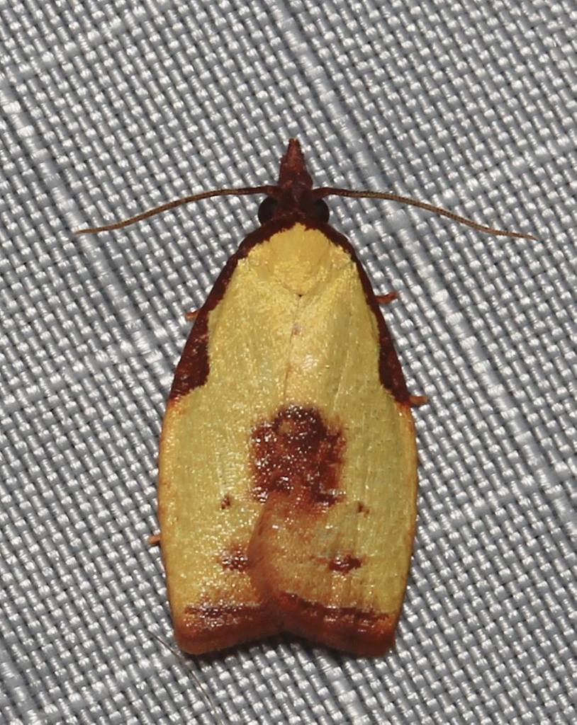 Cenopis lamberti