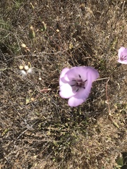 Calochortus splendens