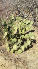 Opuntia tapona