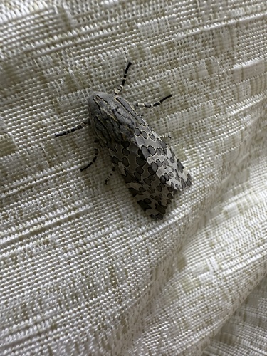 Hypercompe indecisa