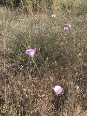Calochortus splendens