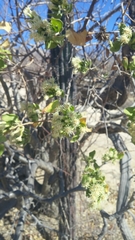 Nahuatlea arborescens