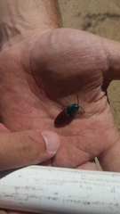 Chalcolepidius rubripennis