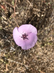 Calochortus splendens