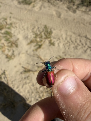 Festive Tiger Beetle