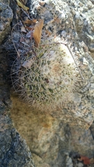 Mammillaria petrophila