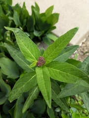 Asclepias incarnata