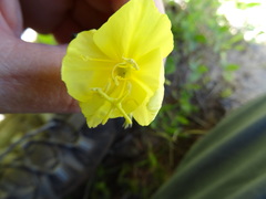 Oenothera heterophylla