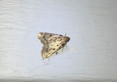 Aglossa disciferalis