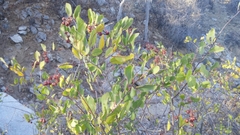 Stegnosperma halimifolium