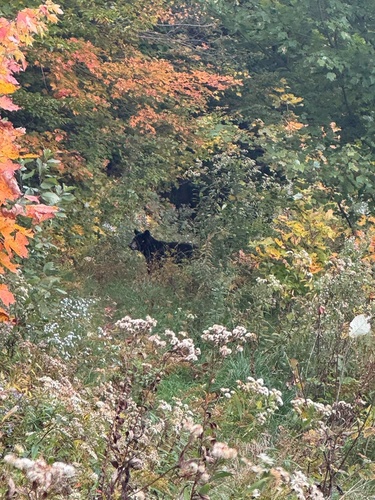 Black Bear sighting near Notre-Dame-des-Laurentides