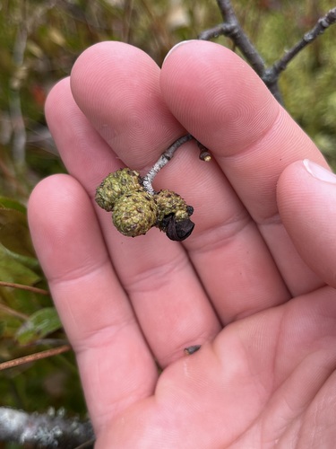 Taphrina robinsoniana, 2026-09-26