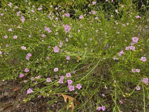 Prairie False Foxglove