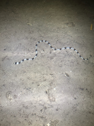 Myrichthys colubrinus observed 2026-09-28