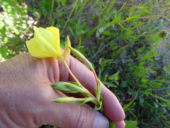 Oenothera heterophylla