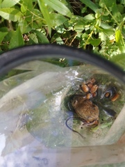 Highland Small Rice Rat photo 2