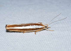 Catoryctis subparallela