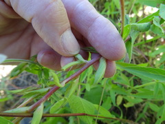 Oenothera heterophylla