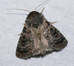 Proteuxoa rubripuncta