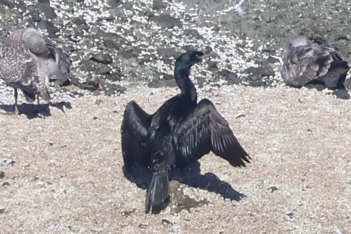Pelagic cormorant standing on a rock with wings held open to dry