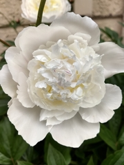 Paeonia albiflora