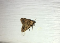 Aglossa disciferalis