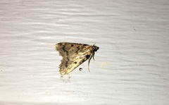 Aglossa disciferalis