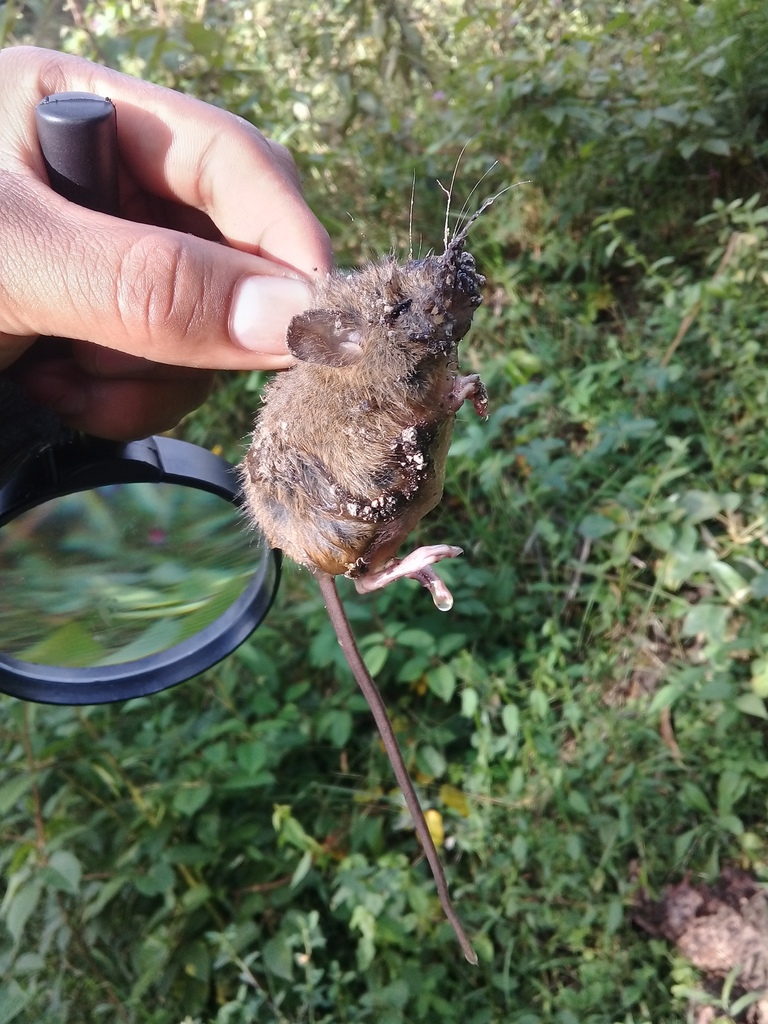 Highland Small Rice Rat