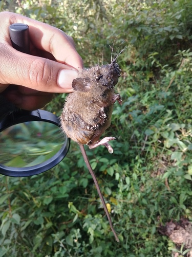 Highland Small Rice Rat (Microryzomys altissimus) — Least Concern Mammalia