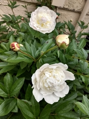 Paeonia albiflora