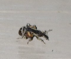 Conotrachelus anaglypticus