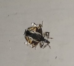 Conotrachelus anaglypticus
